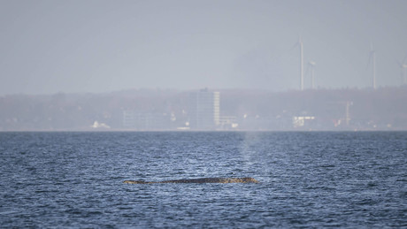 Buckelwal sucht Weg aus Lübecker Bucht – und bekommt polizeilichen Geleitschutz