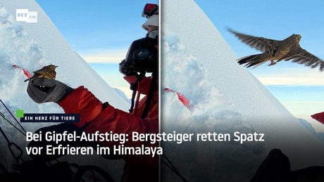 Bei Gipfel-Aufstieg: Bergsteiger retten Spatz vor Erfrieren im Himalaya