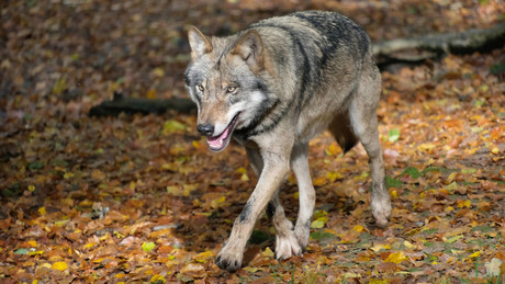 Nach Beißattacke in Hamburg: Wolf "auf Bewährung" wieder auf freiem Fuß