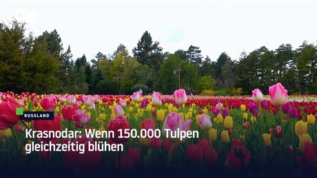 Krasnodar: Wenn 150.000 Tulpen gleichzeitig blühen