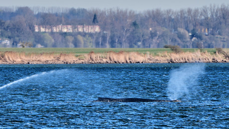 Buckelwal Timmy: Umweltminister in Mecklenburg-Vorpommern genehmigt private Rettungsaktion
