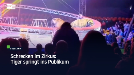Schrecken im Zirkus: Tiger springt ins Publikum