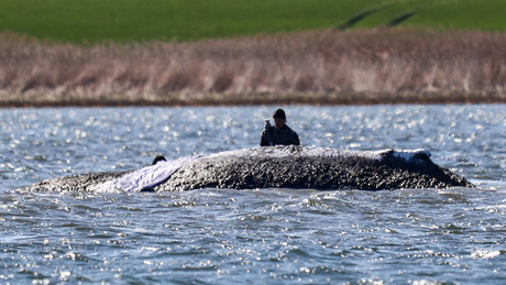 Rettungskrimi um Wal Timmy: Nun soll es eine Rinne ins tiefere Wasser richten