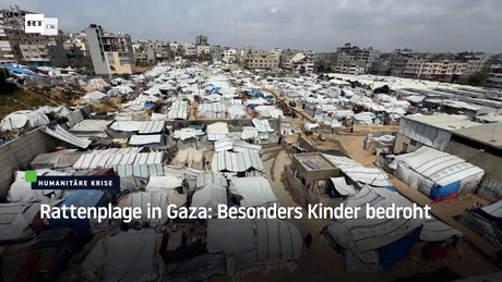 Rattenplage in Gaza: Besonders Kinder bedroht