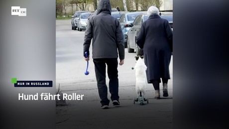 Nur in Russland: Hund fährt Roller