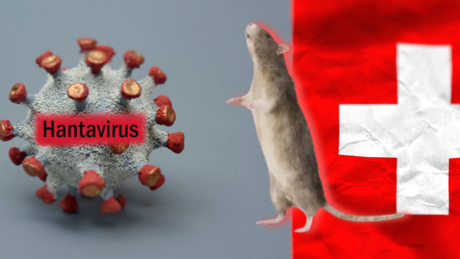 Hantavirus: Schweizer positiv getestet - Kanaren wollen Kreuzfahrtschiff nicht anlegen lassen