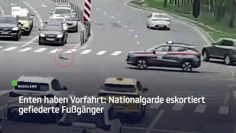 Enten haben Vorfahrt: Nationalgarde eskortiert gefiederte Fußgänger