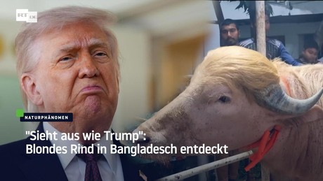 "Sieht aus wie Trump": Blondes Rind in Bangladesch entdeckt