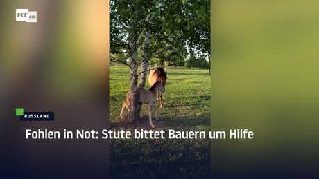 Fohlen in Not: Stute bittet Bauern um Hilfe