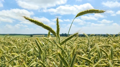 Russische Getreideexporte nach Afrika steigen sprunghaft an
