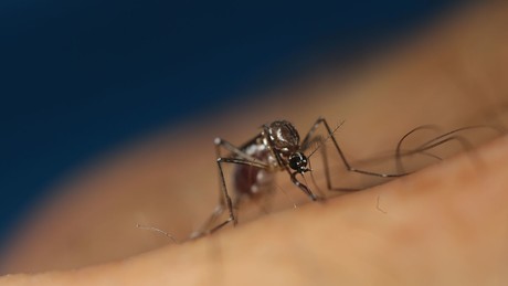 Von Mücken und Zecken, Menschenversuchen und heutigen Ängsten