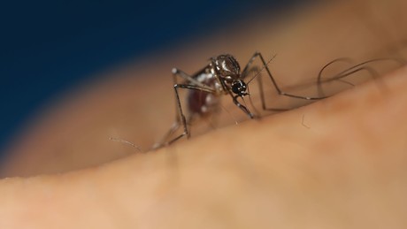 Von Mücken und Zecken, Menschenversuchen und heutigen Ängsten