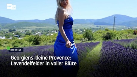 Georgiens kleine Provence: Lavendelfelder in voller Blüte