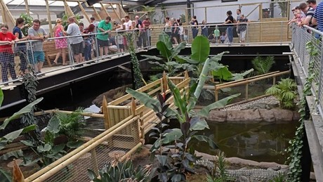 England: Zoobesucher wirft Dreijährigen in Krokodilgehege