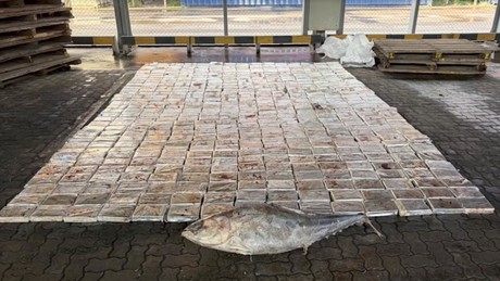 Faule Sache: Russische Beamte entdecken 500 Kilogramm Kokain in Thunfischen aus Ecuador