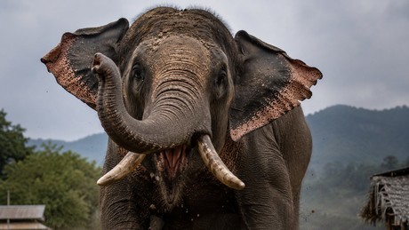 Aggressiver Elefant: Er verfolgt schon 14 Jahre lang eine Familie in Nepal