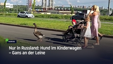 Nur in Russland: Hund im Kinderwagen – Gans an der Leine