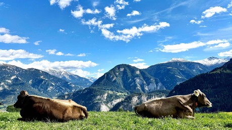 Dürresommer 2026: Futterknappheit in den Alpen – Mehr Tiere landen beim Metzger