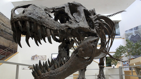 Rund 50 Millionen US-Dollar für Dinosaurierknochen: T-Rex-Skelett bei Sotheby's versteigert