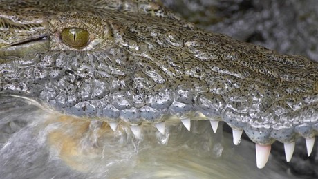 Israel will Gefängnis durch Krokodile bewachen