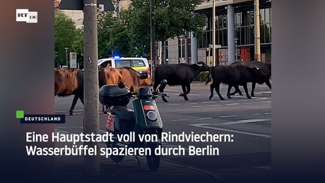 Eine Hauptstadt voll von Rindviechern: Wasserbüffel spazieren durch Berlin
