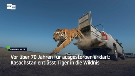 Vor über 70 Jahren für ausgestorben erklärt: Kasachstan entlässt Tiger in die Wildnis
