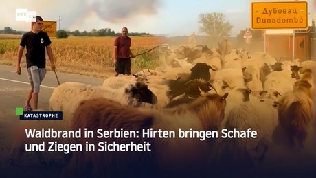 Waldbrand in Serbien: Hirten bringen Schafe und Ziegen in Sicherheit