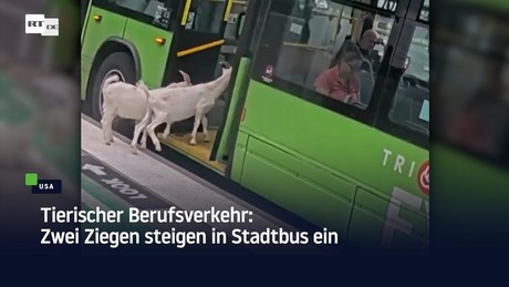 Tierischer Berufsverkehr: Zwei Ziegen steigen in Stadtbus ein