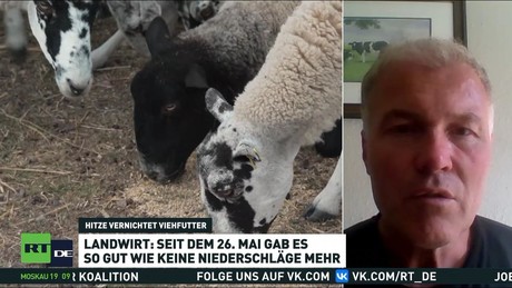 Deutschlands Bauern kämpfen mit Dürre: Ernten brechen ein, Viehfutter wird knapp