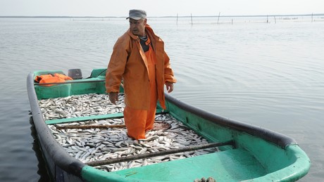 Fischereibehörde-Chef über Ablehnung von Sanktionen gegen russischen Fisch: "EU-Stolperstein"