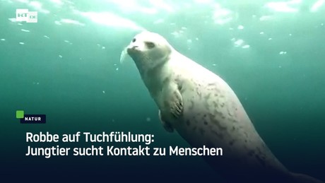 Robbe auf Tuchfühlung: Jungtier sucht Kontakt zu Menschen