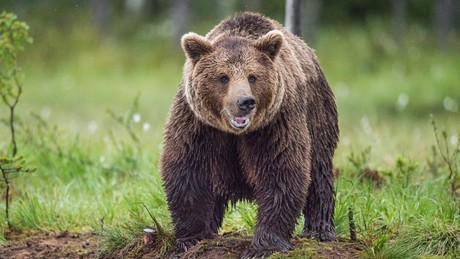 Verlobter, Polizei und Wildhüter schauten zu: Bär fraß Frau im Altai-Gebirge