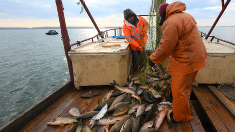 Fisch aus Russland: EU ist viertgrößter Abnehmer