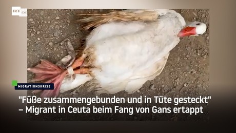 "Füße zusammengebunden und in Tüte gesteckt" – Migrant in Ceuta beim Fang von Gans ertappt