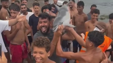 Ceuta: Migranten sollen Delfinbaby zu Tode geprügelt haben (VIDEO)