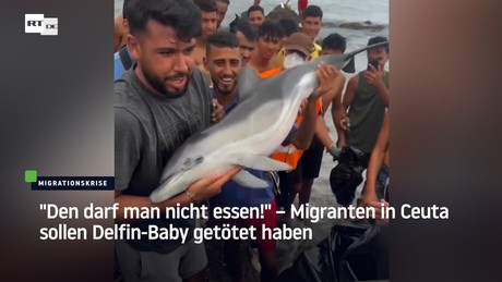 "Den darf man nicht essen!" – Migranten in Ceuta sollen Delfin-Baby getötet haben