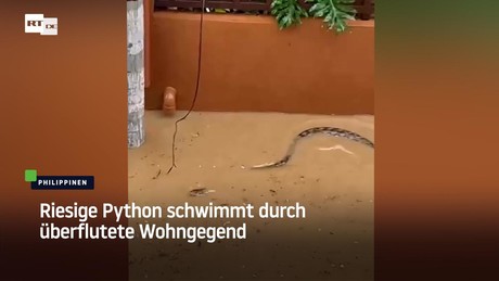 Riesige Python schwimmt durch überflutete Wohngegend