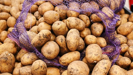 "Echte Kartoffelkatastrophe": Europa droht Kartoffelknappheit wegen extremer Hitze