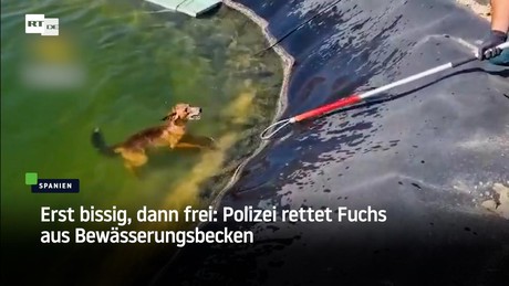 Erst bissig, dann frei: Polizei rettet Fuchs aus Bewässerungsbecken