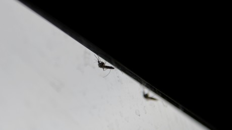 Erstmals in Deutschland erworbene Sindbis-Infektion nachgewiesen
