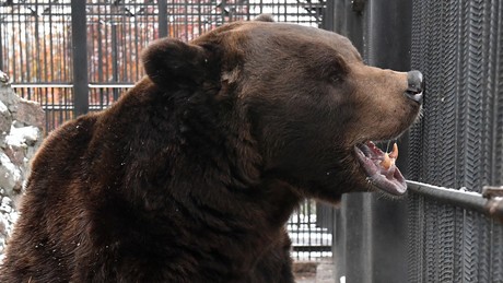 Bärengefahr in Russland: Burjatien lässt 51 Tiere töten