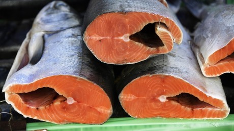 Im Sparmodus: Lachszüchter in Europa füttern ihre Fische jetzt mit Hühnerfleisch