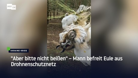 "Aber bitte nicht beißen" – Mann befreit Eule aus Drohnenschutznetz