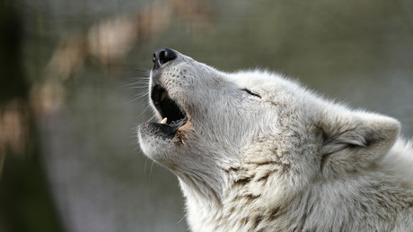 Wildpark in Brandenburg: Mädchen von Wolf attackiert und schwer verletzt
