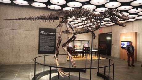 Fast das Achtfache der Schätzung: Dinoskelett erzielt Millionenpreis