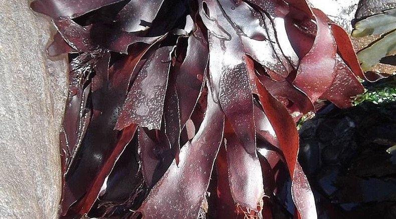 Seaweed that tastes like… bacon, because science