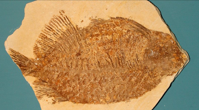 'Tarpon from hell': 100mn yo fossils shed light on Australia's ancient fish