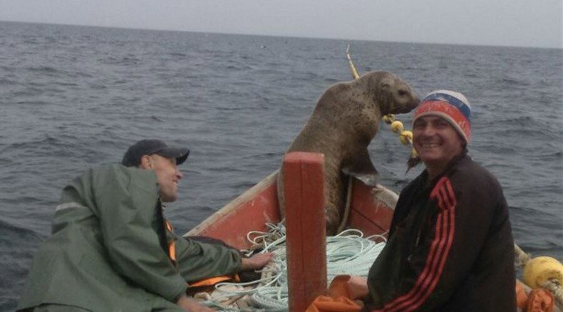 Seal climbs aboard Russian fishing boat, rides for 8 hours (PHOTOS)