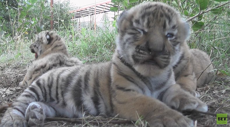 Cuteness cubed: Siberian tiger gives birth to triplets in Crimea zoo (VIDEO)