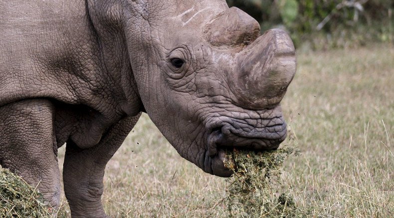 Rhinos to get ‘horn-cams’ to catch poachers red-handed